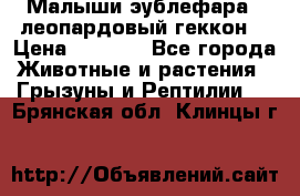 Малыши эублефара ( леопардовый геккон) › Цена ­ 1 500 - Все города Животные и растения » Грызуны и Рептилии   . Брянская обл.,Клинцы г.